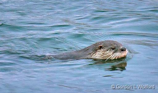 Otter In Irish Creek_06721.jpg - Photographed near Kilmarnock, Ontario, Canada.